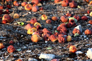 Birçok kısmen ve tam çürük sarı elma yere yakın ağaçtan düşmüş ve Kuru Çim ve gün batımı yerel bahçede küçük kayalar ile çevrili çürümeye sol