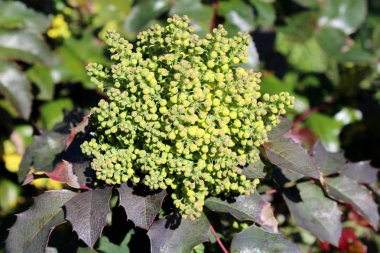 Sıcak güneşli gün yerel bahçede büyüyen parlak sarı tam kapalı çiçekler yoğun kümeleri ile dikenli kösele broşürler yapılmış yaprakları ile Oregon üzüm veya Mahonia aquifolium dökmeyen çalı çiçekli bitki