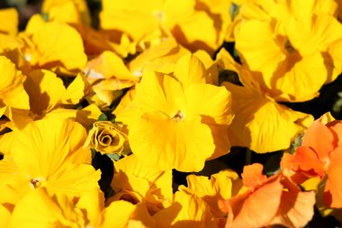 Kapalı ve tam olarak açık vahşi Pansy veya Viola Tricolor veya Johnny atlamak veya Heartsease veya Hearts kolaylığı veya kalpler zevk veya Tickle benim fantezi veya Jack yukarı atlamak ve beni öpmek ya da gel ve beni kucaklamak ya da üç yüzler bir kaput veya aşk ininde küçük vahşi çiçekler