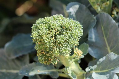 Sıcak güneşli yaz gününde kalın yaprakları ile çevrili yerel bahçede büyüyen genç brokoli merkezinin closeup