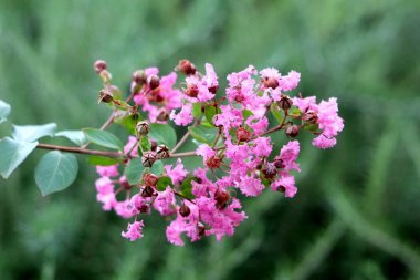 Crepe Myrtle veya lagerstroemia Indica veya crape Mersin ya da koyu yeşil yaprakları ile bronz kenarları ve kapalı çiçek tomurcukları ile dolu açık çiçeklenme açık pembe çiçekler dalları ile çevrili ve terk ile karışık yaprak döken ağaç bitki şube