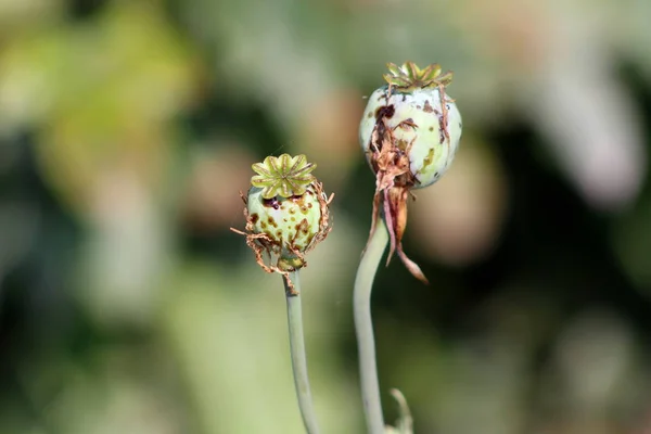 Опиевый Мак Papaver Somniferum Хлебные Маковые Бутоны Сушеными Листьями Паутиной — стоковое фото