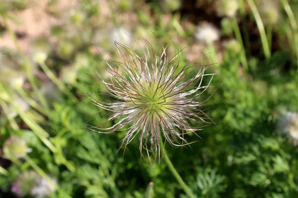 Pulsatilla Vulgaris Flor Pasque Pasqueflower Pasqueflower Europeo Cabeza Semilla Flor —  Fotos de Stock