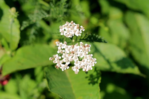 Manojo Milenrama Común Millefolio Achillea Plumajillo Herbal Militaris Gordaldo Planta —  Fotos de Stock