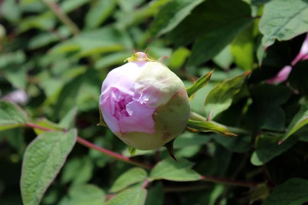 Paeonia Officinalis Grande Flor Rosa Botão Cercado Com Folhas Verdes — Fotografia de Stock
