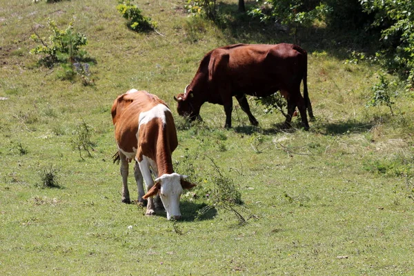 Zwei Kühe Stehen Und Fressen Frisches Grünes Gras Umgeben Von — Stockfoto