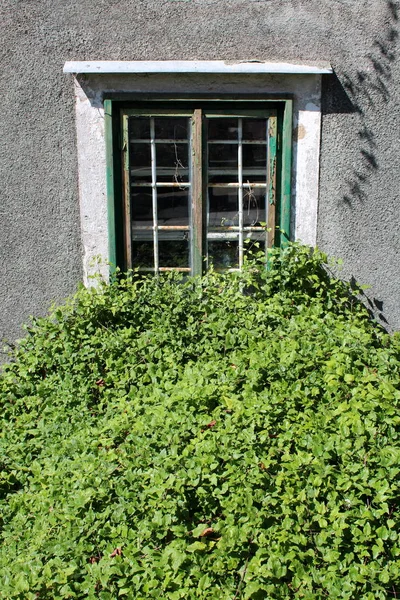 Manojo Muy Denso Plantas Orugas Verdes Frente Vieja Ventana Marco —  Fotos de Stock