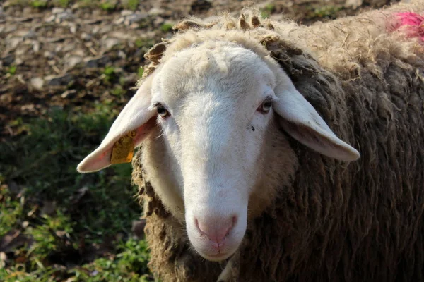 白色绵羊头的特写镜头与大垂悬的耳朵和肮脏的羊毛与红色补丁在后面 — 图库照片