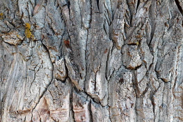 Тріснута Стара Текстура Кори Дерева Красивими Деталями Формами Покритими Частинами — стокове фото