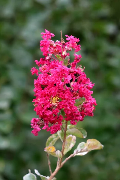 Креп Міртл Або Лагерстромія Indica Або Crape Міртл Або Crepeflower — стокове фото