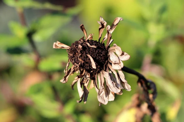 Dry and withered Zinnia plant with completely dried flower and multi layered petals surrounded with green leaves and other garden plants in background on warm sunny day