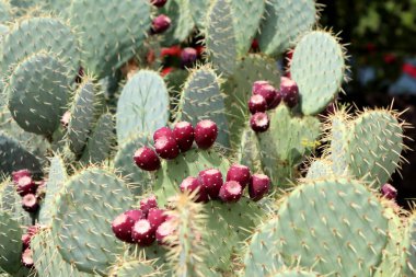 Birçok Barbary incir veya Opuntia ficus-indica veya Prickly armut veya Hint incir Opuntia ya da kaktüs armut veya sıcak güneşli yaz gününde yerel bahçede birden fazla taze kahverengi meyve ve iğneler ile dikenli kaktüs bitkiler