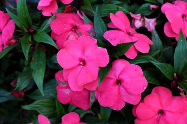New Guinea impatiens or Impatiens hawkeri flowering plant with large dark pink flowers with thick petals and pointy dark green leaves in background clipart