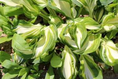 Muz zambak veya Hosta veya Giboshi veya kalp-yaprak lilyum yeşillik bitki büyük ribinli ışık yeşil beyaz yaprakları sıcak güneşli günde bitkinin tabanında bir kümede kaynaklı