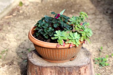 Sedum veya stonecrop çok yıllık yaprak su ile etli depolama sıcak bahar gününde yerel bahçede küçük ağaç kütüğün üstünde kil çiçek pot diğer bitkilerin yanında büyüyen yaprakları bitki