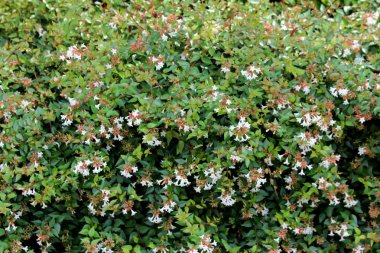 Linnaea Grandiflora veya Abelia Grandiflora veya parlak Abelia yoğun yarı dökmeyen çalı ile arching dalları yoğun küçük parlak oval koyu yeşil yaprakları ve kümeleri pembe tinged beyaz Çan şeklinde çiçekler yerel Bahçe sıcak üzerinde dikilmiş ile kaplı