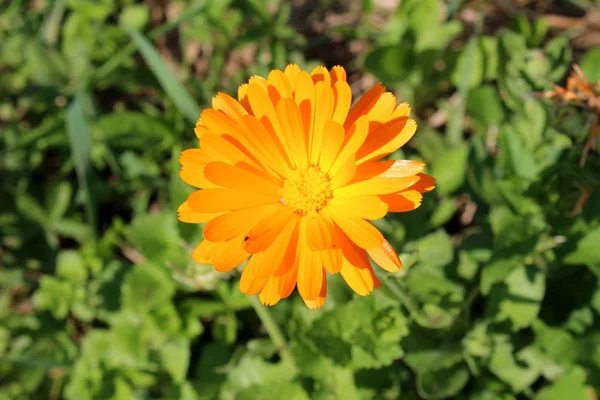 Engels Goudsbloem Pot Goudsbloem Calendula Officinalis Schotse Goudsbloem Bloeiende Oranje — Stockfoto