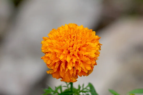 Englische Ringelblume Oder Topf Ringelblume Oder Calendula Officinalis Oder Schottische — Stockfoto