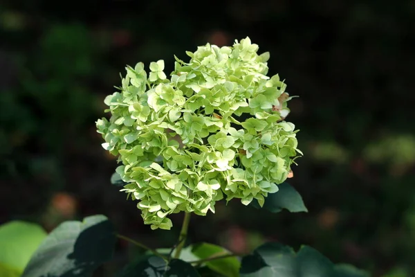 Hydrangea or Hortensia garden shrub with bunch of still forming light green flowers with pointy petals surrounded with thick dark green leaves in local garden