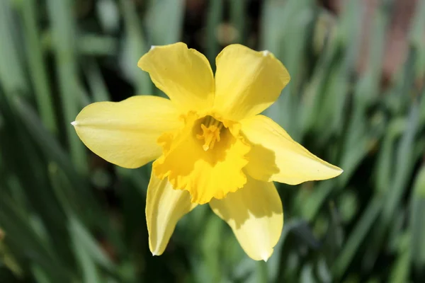 Narciso Daffodil Daffadowndilly Flor Amarela Brilhante Fundo Folhas Verde Escuro — Fotografia de Stock