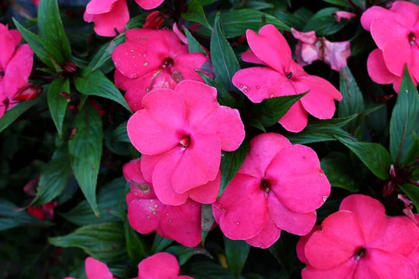 Цветение New Guinnpatiens Impatiens Hawkeri Крупными Темно Розовыми Цветками Толстыми — стоковое фото