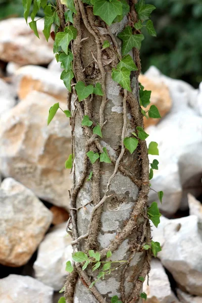 Vecchia Pianta Cingolata Avvolta Intorno Tronco Albero Alto Che Cresce — Foto Stock