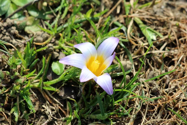 Romulea bulbocodium flowering plant with six white to violet tepals and yellow center surrounded with long and slender green leaves and other plants in local garden on warm sunny day