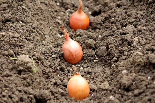 Small Onion or Allium cepa or Bulb onion or Common onion vegetable plant bulbs planted in a single row in moist soil of local garden on warm sunny day