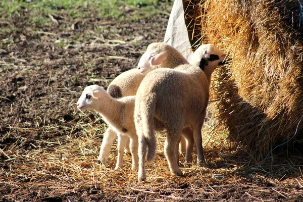 Small sheep and two little lambs standing and eating from haystack feeder on warm sunny winter day