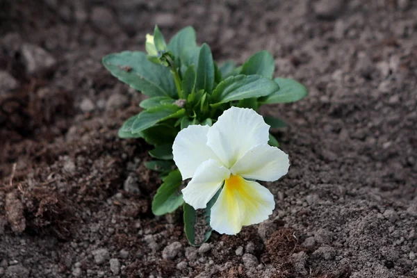 Wild pansy or Viola tricolor or Johnny jump up or Heartsease or Hearts ease or Hearts delight or Tickle my fancy or Jack jump up and kiss me or Come and cuddle me or Three faces in a hood or Love in idleness small wild flower with pure white and yell