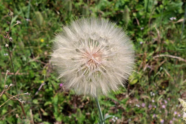 暖かい晴れた日に緑の葉と草の背景を持つ多数の小さな小花で構成された大きなタンポポまたは Taraxacum の花の頭 — ストック写真