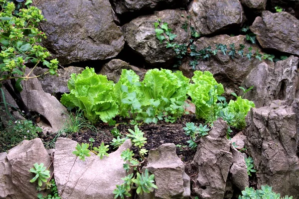 Light green lettuce planted in rocky home garden surrounded with other garden vegetation and small plants with large rocks in background on rainy autumn day