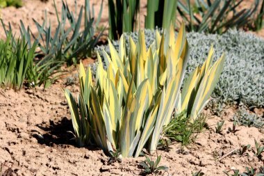 Zebra iris veya Iris pallida veya Dalya iris ya da sıcak güneşli bahar gününde kuru toprak ve diğer bitkiler ile çevrili yerel bahçede büyüyen yaprakları gibi bicolor kılıç kümeleri ile Variyeli iris bahçe bitki