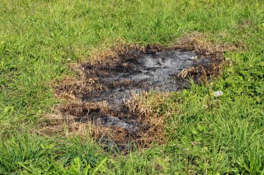 Sıcak güneşli bir gün taze yeşil kesilmemiş çim ve küçük çiçekler ile çevrili kurutulmuş çim Yakılan yama