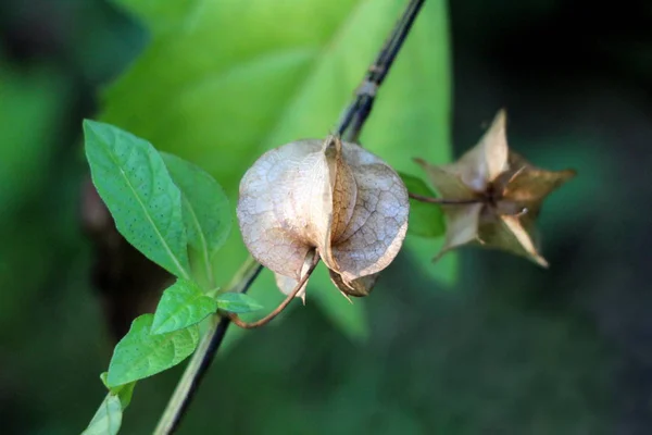 Nicandra Physalodes Veya Apple Peru Shoo Fly Bitki Olgun Fener — Stok fotoğraf