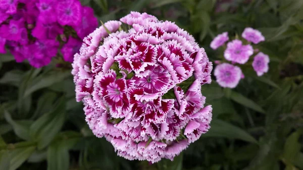 Fully open blooming purple with white stripes flower with multiple smaller flowers combined in one big one on a green leaves and other flowers background