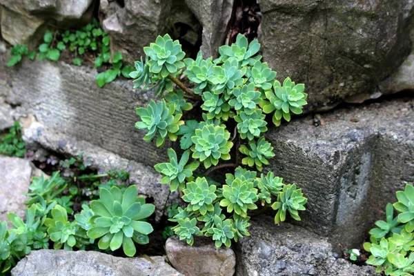 Sedum Πετρόψωμα Αιωνόβιων Φύλλων Ζουμερό Νερό Αποθήκευση Φύλλα Φυτά Που — Φωτογραφία Αρχείου