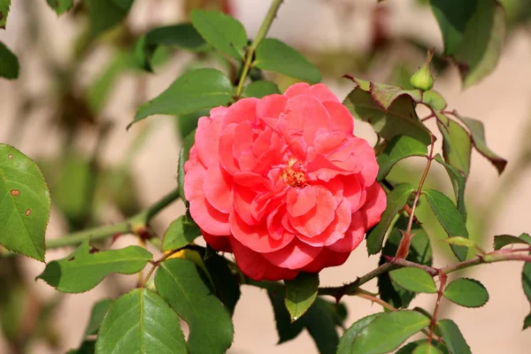 Rosa Singola Con Petali Densi Rosso Chiaro Completamente Aperti Circondati — Foto Stock