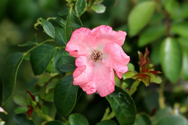 在温暖的阳光明媚的日子里 在当地花园里 粉红色的小玫瑰 小斑点缺少大部分花瓣 周围环绕着深绿色的叶子 — 图库照片