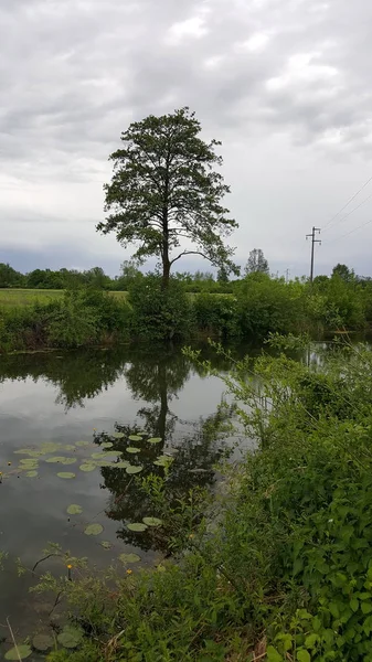 Árbol Grande Junto Río Tranquilo Con Reflejo Parcial Vegetación Floreciente — Foto de Stock