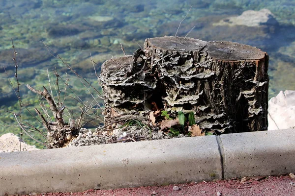 Triple Tree Stump Left One Large Tree Covered Small Mushrooms — Stock Photo, Image