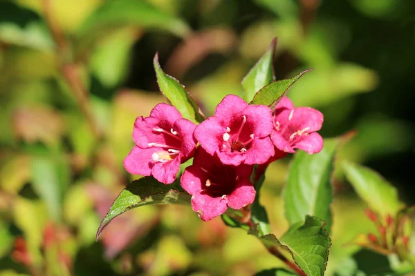 Weigela pink-magenta tube like flowers with lobed white corolla and ovate-oblong leaves with serrated wine-dark red margin on light green leaves and other vegetation background