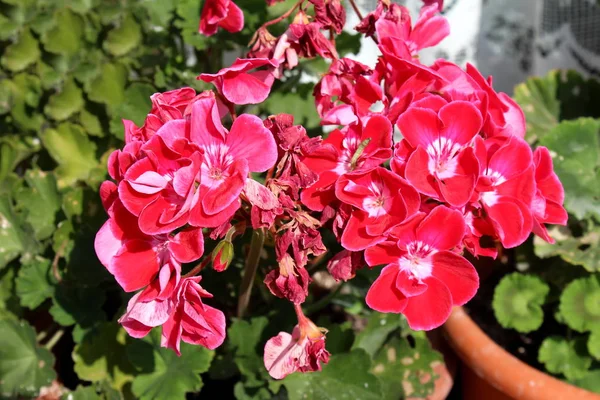 Ярко Красный Белым Центром Pelargonium Герань Цветения Полностью Открыты Закрыты — стоковое фото