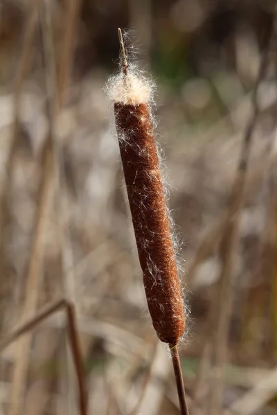 Cattail Lub Typha Lub Bulrush Lub Reedmace Lub Reed Lub — Zdjęcie stockowe