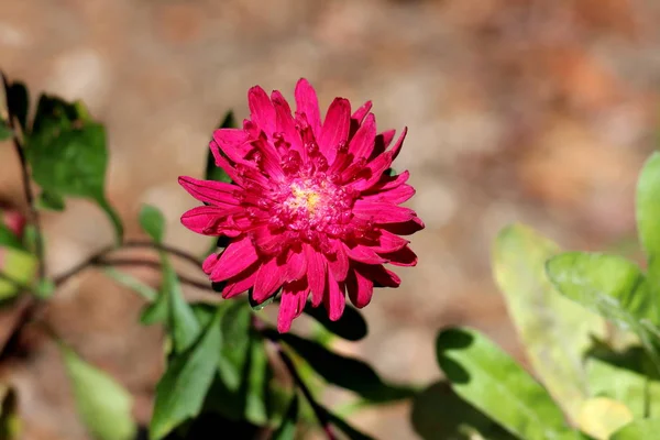 China Aster Callistephus Chinensis Annual Aster Monotypic Genus Flowering Plant — 图库照片