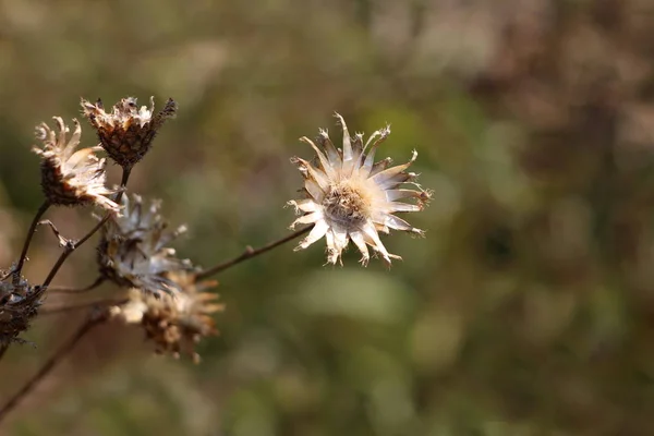 Completely Open Dried Thistle Flowering Plant Shriveled Fallen Petals Surrounded — Stock Photo, Image
