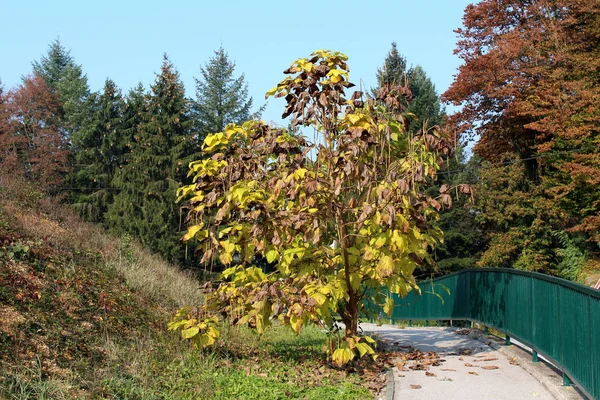 Decorative tree with long thin cylindrical seed pods and light green to yellow and brown leaves planted next to paved sidewalk and protective metal fence in local park surrounded with uncut grass and tall trees in background