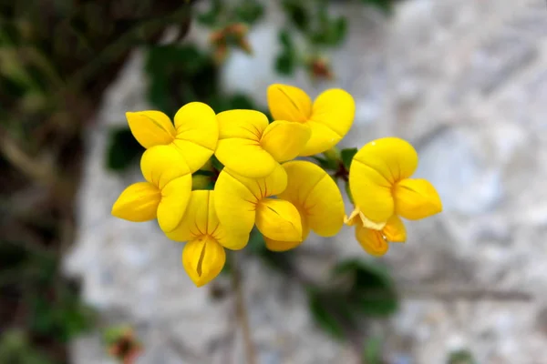 Greater Birds-foot-trefoil or Lotus pedunculatus or Lotus uliginosus or Big trefoil or Marsh birds-foot trefoil herbaceous perennial plant with golden yellow flowers containing small red strips near center on dark green leaves and stone background
