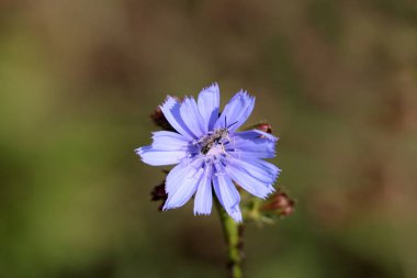 Sıcak güneşli bir gün arka planda yeşil yaprakları ile çevrili parlak tam açık çiçeklenme mavi çiçek ile ortak hindiba veya Cichorium intybus Woody çok yıllık otsu bitki ortasında böcek