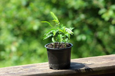 Carob ağacı veya Ceratonia Siliqua veya Carob Bush veya St John 's-ekmek veya yeşil yaprakları arka planda parlak güneş ışığında ahşap tahta üzerinde siyah çiçek pot küçük genç bitki Locust